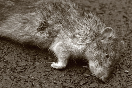 Pesticides interdits, Montréal réautorise un poison contre les rats